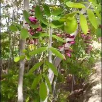 香花槐