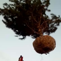 1米2米3米4米5米6米油松一级树二级树三级树，占地树。