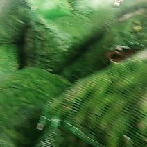 蚕豆