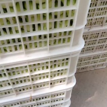 精品油菜大量上市
