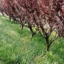 红叶碧桃