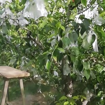 红香酥梨