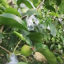 红香酥梨