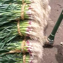 红蒜苗