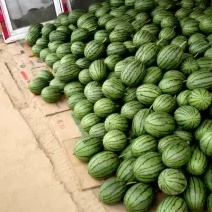 精品小吊瓜，2k大量上市