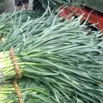 红蒜苗