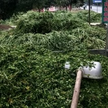 益母草19年新货