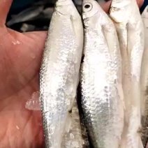 餐条鱼蓝刀鱼，白条鱼，