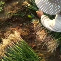 知母苗