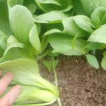 油菜\大中小棵油菜上市