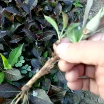 紫叶锦带花红旗袍锦带花扦插小苗新品种上市