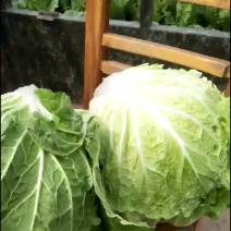 白菜