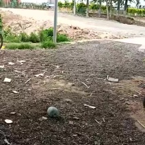 豆角大量上市