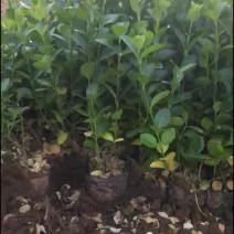 出售上盆卫矛，金叶女贞