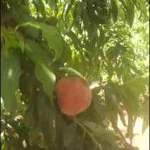 春密毛桃