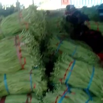 豇豆大量上市