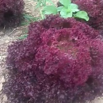 紫色生菜蔬菜