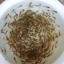 花鼓鱼