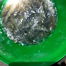 淡水石斑鱼