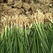 知母苗