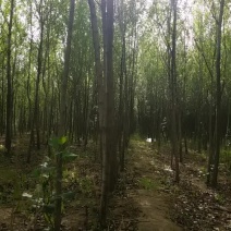 苗木种苗
