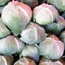 平顶莲花白