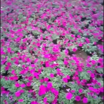 垂钓牵牛花基地直发
