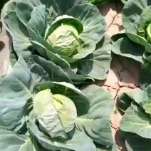 供应甘蓝.
