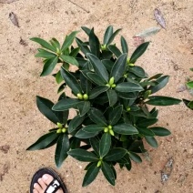 小四季茶花福建四海园基地直销