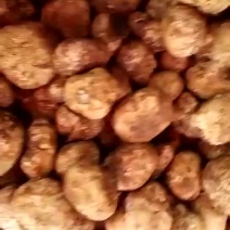 野生菌，没有中间商，易保存！