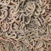 青蚯蚓