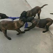 四个月马犬