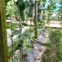 本地非常漂亮的白冬瓜