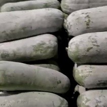 精品冬瓜