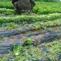精品苦菊质量完美有一流的团队