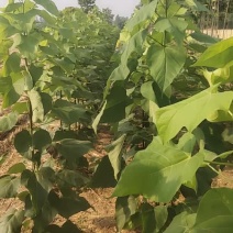 梓树，楸树供应