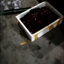 龙虾