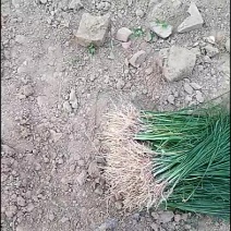 知母苗