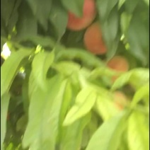 毛桃
