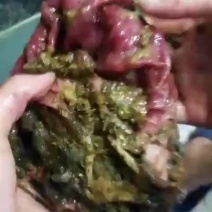 龟鳖类