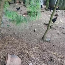 农户鸡不是养鸡场，质优放心鸡。