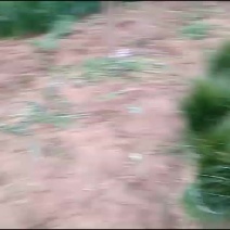 知母苗