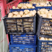 精品土豆