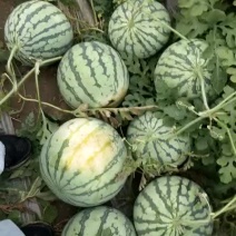 8424西瓜大量上市，八成以上熟度，