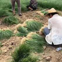 知母苗