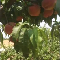 毛桃