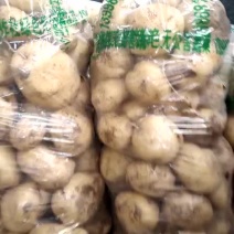 绥中中暑土豆大量批发中