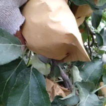 华硕苹果