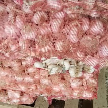 精品蒜黄料