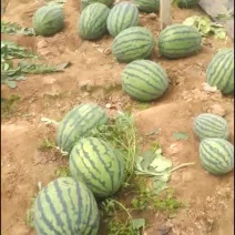 甜王
